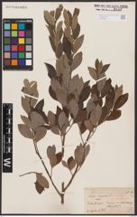Foto von Salix aurita L. x Salix cinerea L.